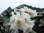 白杜鹃