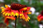花和蜜蜂