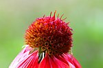 花蕊