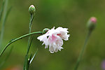 小白花