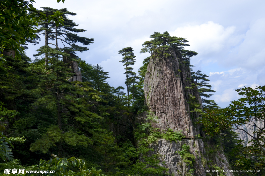 松树