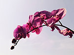 蝴蝶蓝花
