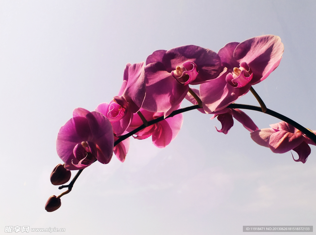 蝴蝶蓝花