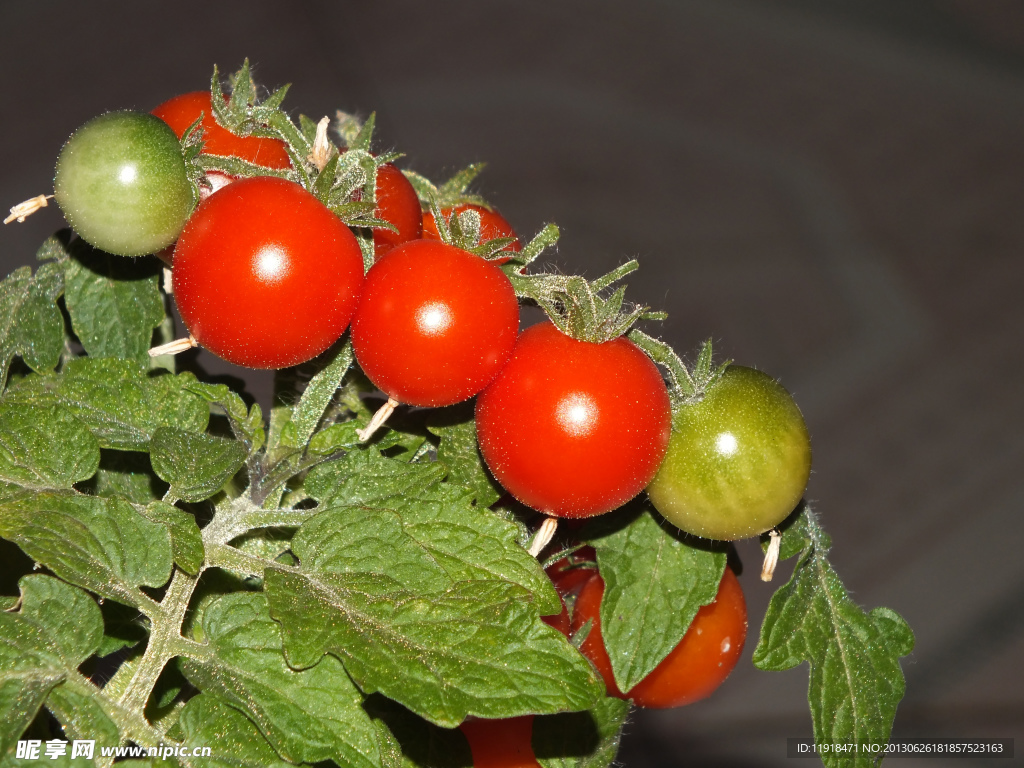 家里栽种的西红柿