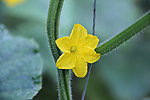 黄瓜花