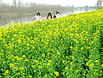 油菜花