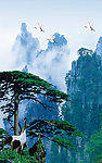 松鹤 自然风景