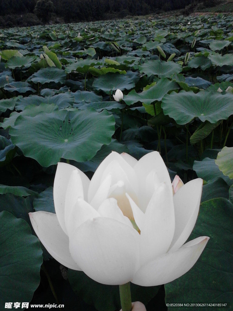 荷花