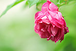 蔷薇花