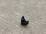 蝴蝶