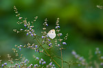 蝶恋花