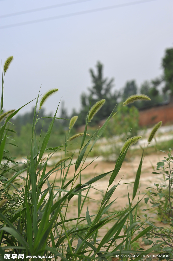 狗尾巴草