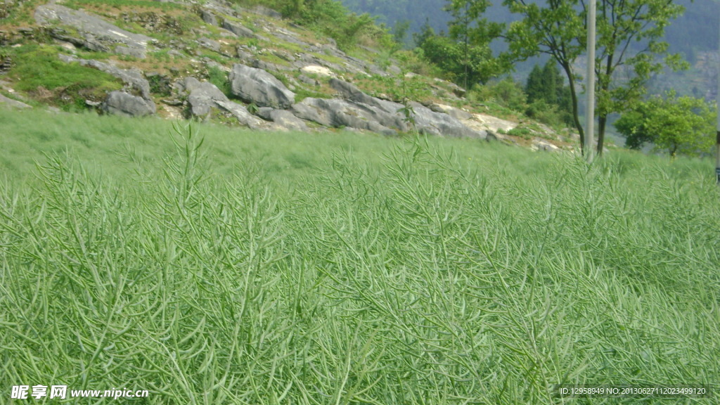 草地 山坡 风景