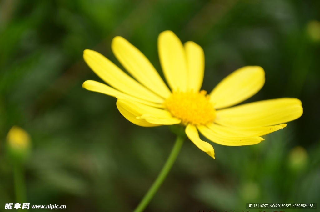 黄花