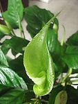 水珠与花瓣