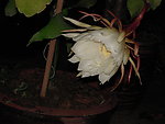 昙花