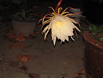 昙花