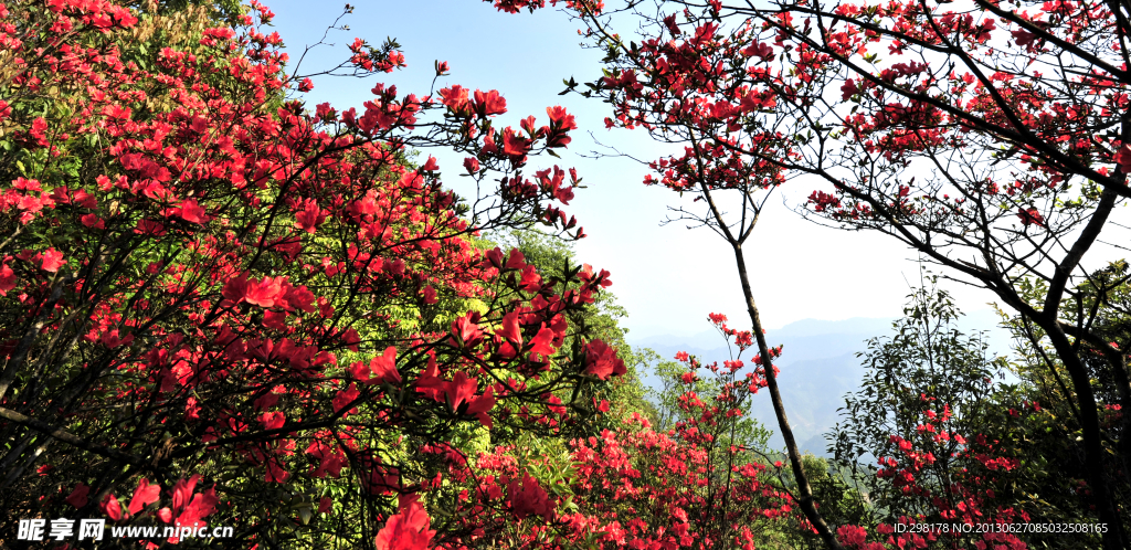 杜娟花