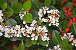 春花