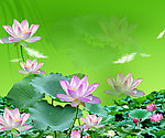 荷花情