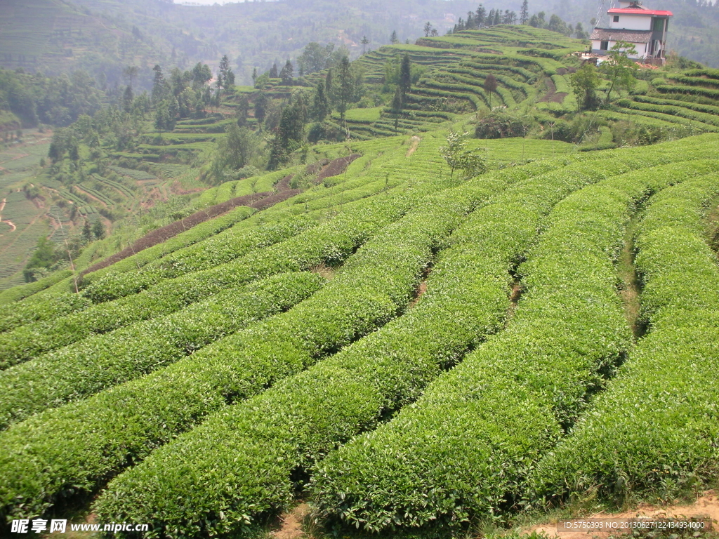 龙须茶生产基地