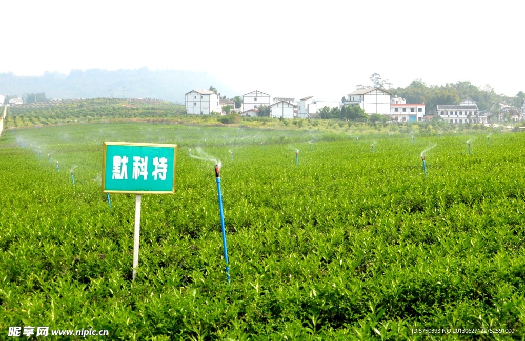 设施技术一流育苗基地