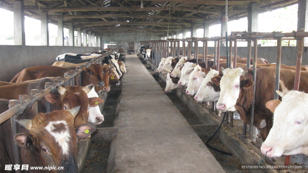 牛肉养殖场