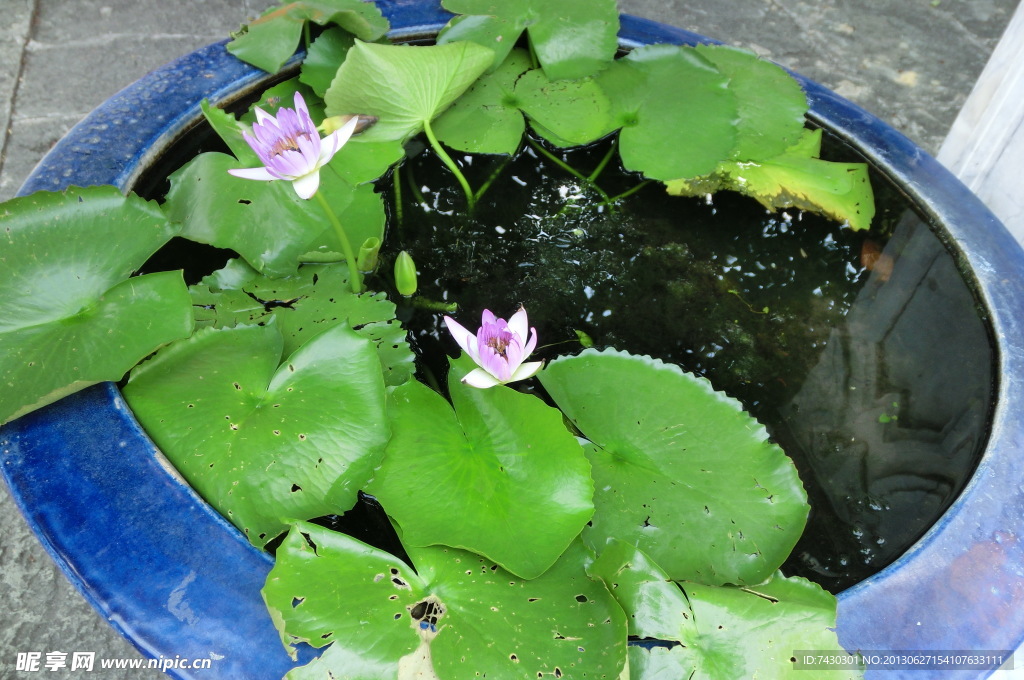 莲花