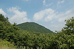 鄂东板栗林
