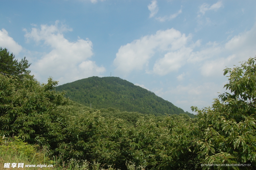 鄂东板栗林