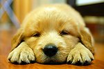 狗图片