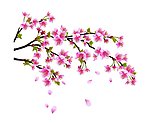 李花