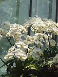 白兰花