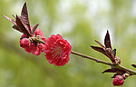 碧桃花