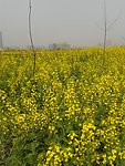 油菜花
