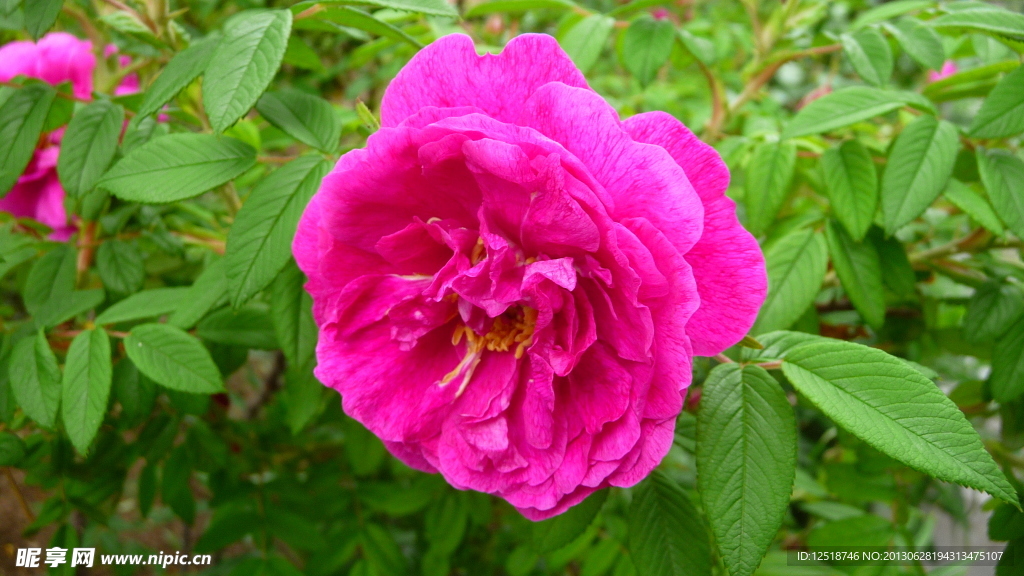粉色玫瑰花