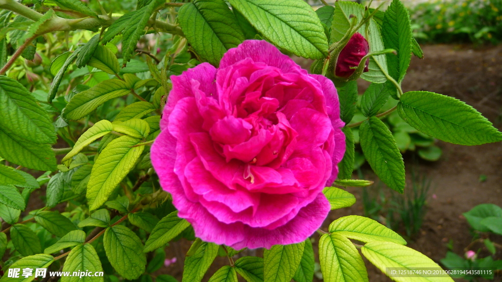 粉色玫瑰花