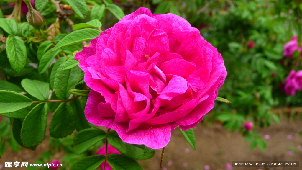 粉色玫瑰花