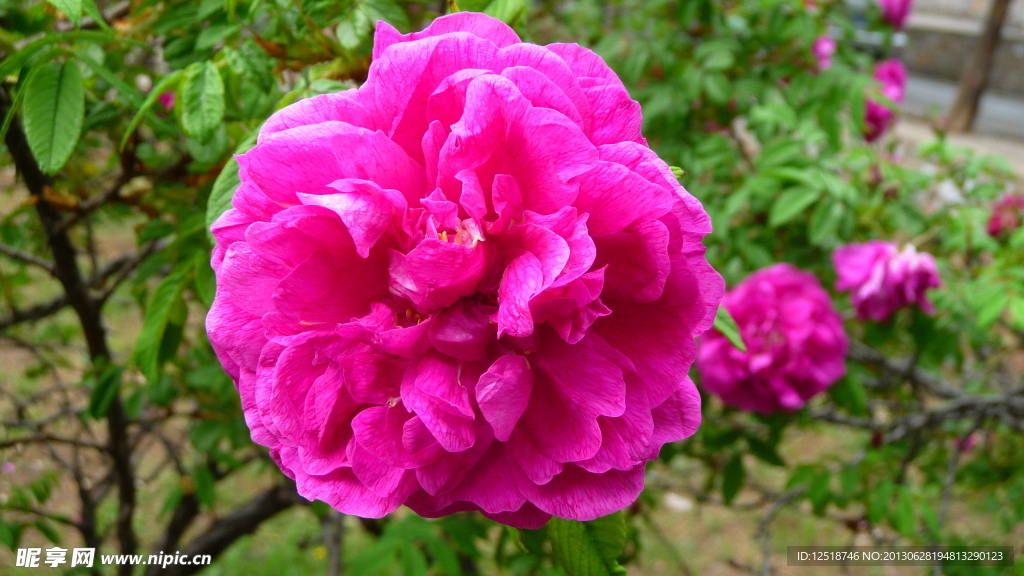 粉色玫瑰花