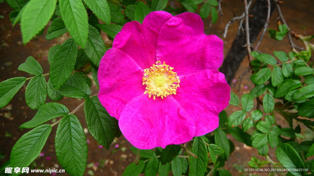 粉色玫瑰花