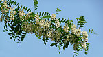 白色槐树花