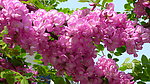 紫色槐树花