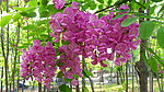 紫色槐树花