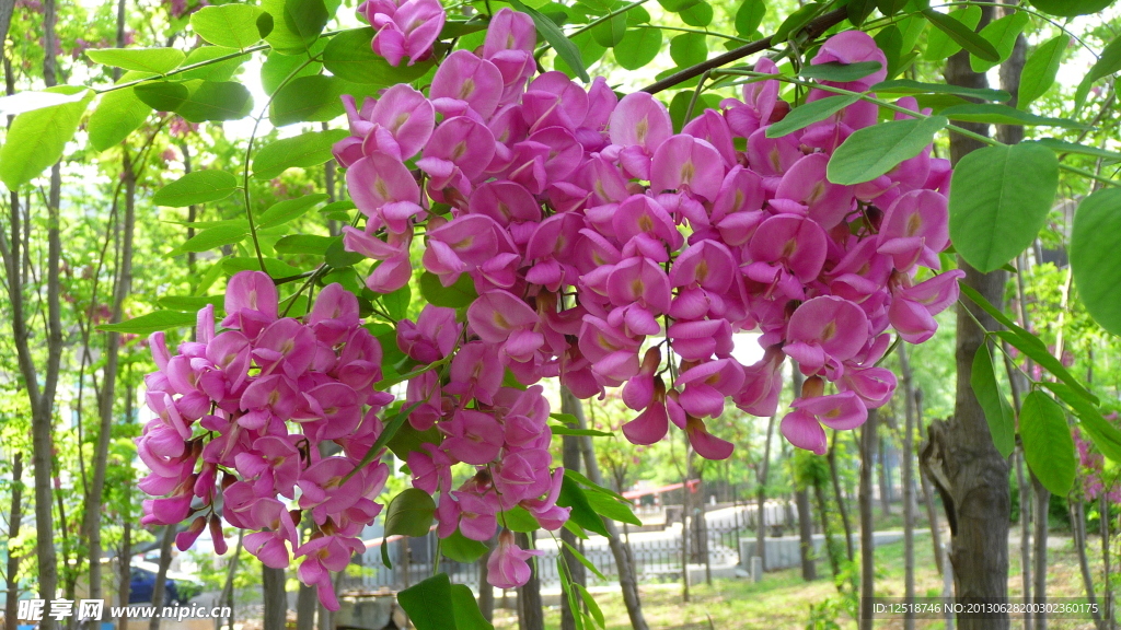 紫色槐树花