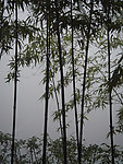 雾竹