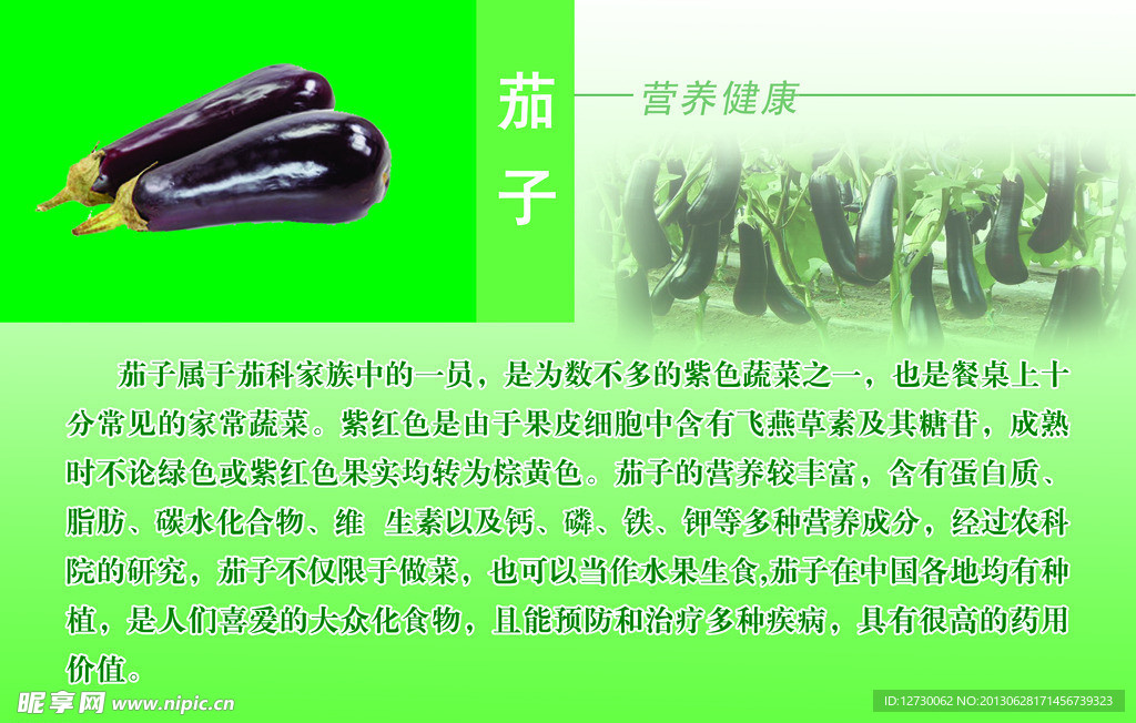 茄子简介