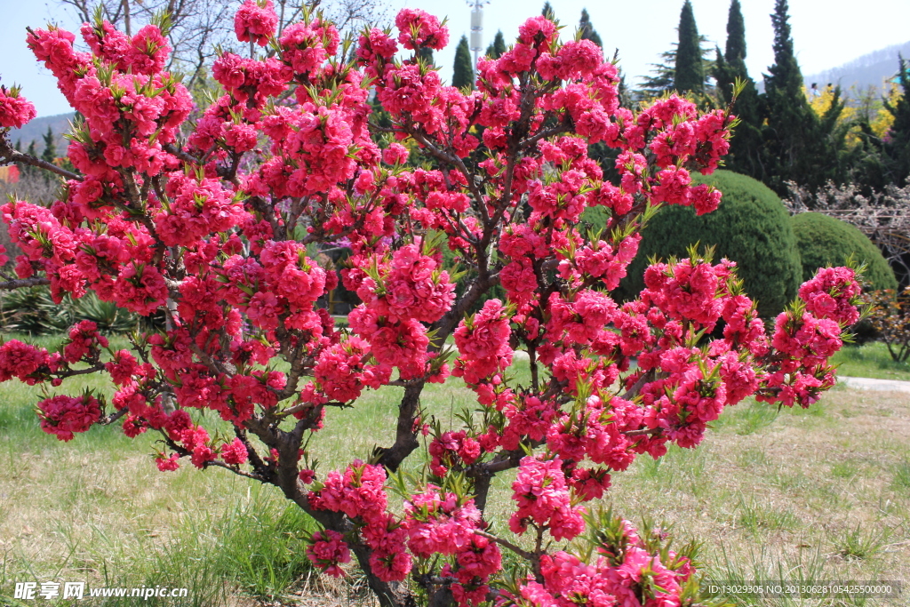 桃花