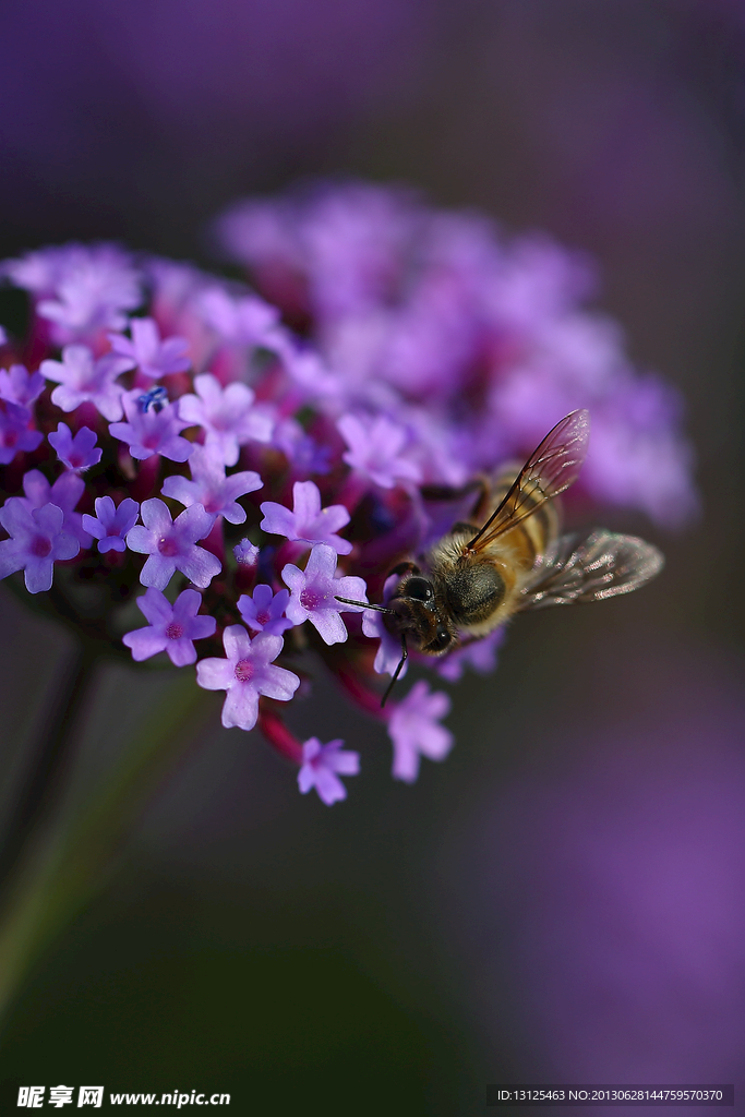 蜜蜂