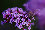 蜜蜂