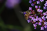 蜜蜂